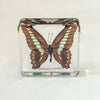 Graphium Sarpedon | Conscious Craft